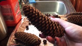 HOW TO CLEAN AND OPEN PINE CONES FOR HOLIDAY DECORATING 11-1-19