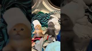 My Girl Don’t Want Me Cause Of My Dirty laundry #viral #fyp #funniestvideo #cute #cat #funny