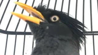 Download lagu JALAK KEBO GACOR || Coba untuk PANCINGAN PAGI, SORE & MALAM HARi mp3