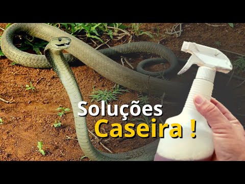 Como espantar cobras do quintal ou sítio com soluções caseiras !#solucoes #cobras
