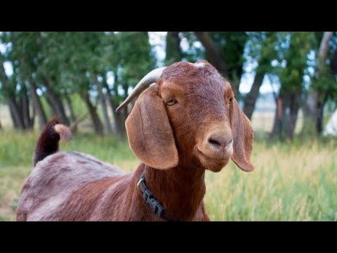 , title : '10  BEST GOAT MEAT BREEDS FOR MEAT PRODUCTION | How to Start Goat Farming Business'