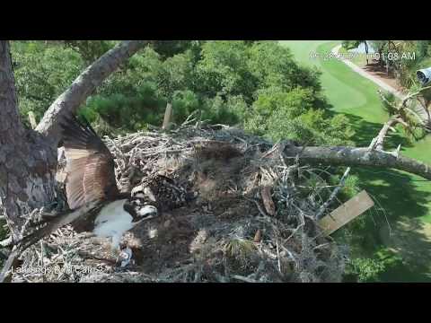 Osprey Chick Claims Fish Fish Delivery, But Isn't Able To Dig In – May 28, 2020