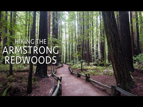Armstrong Redwoods Pioneer Trail