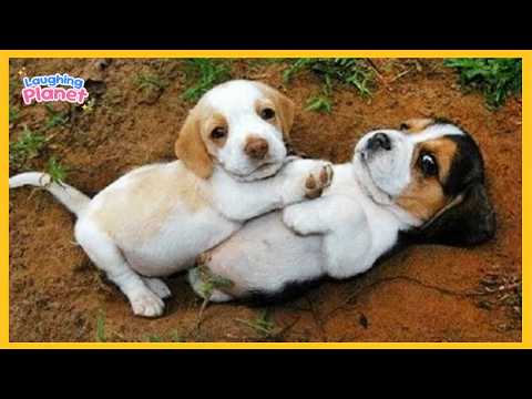 🐕99.9% Can’t Handle the Cuteness of These Dogs 😍 Top Funny Puppies Videos Ever!