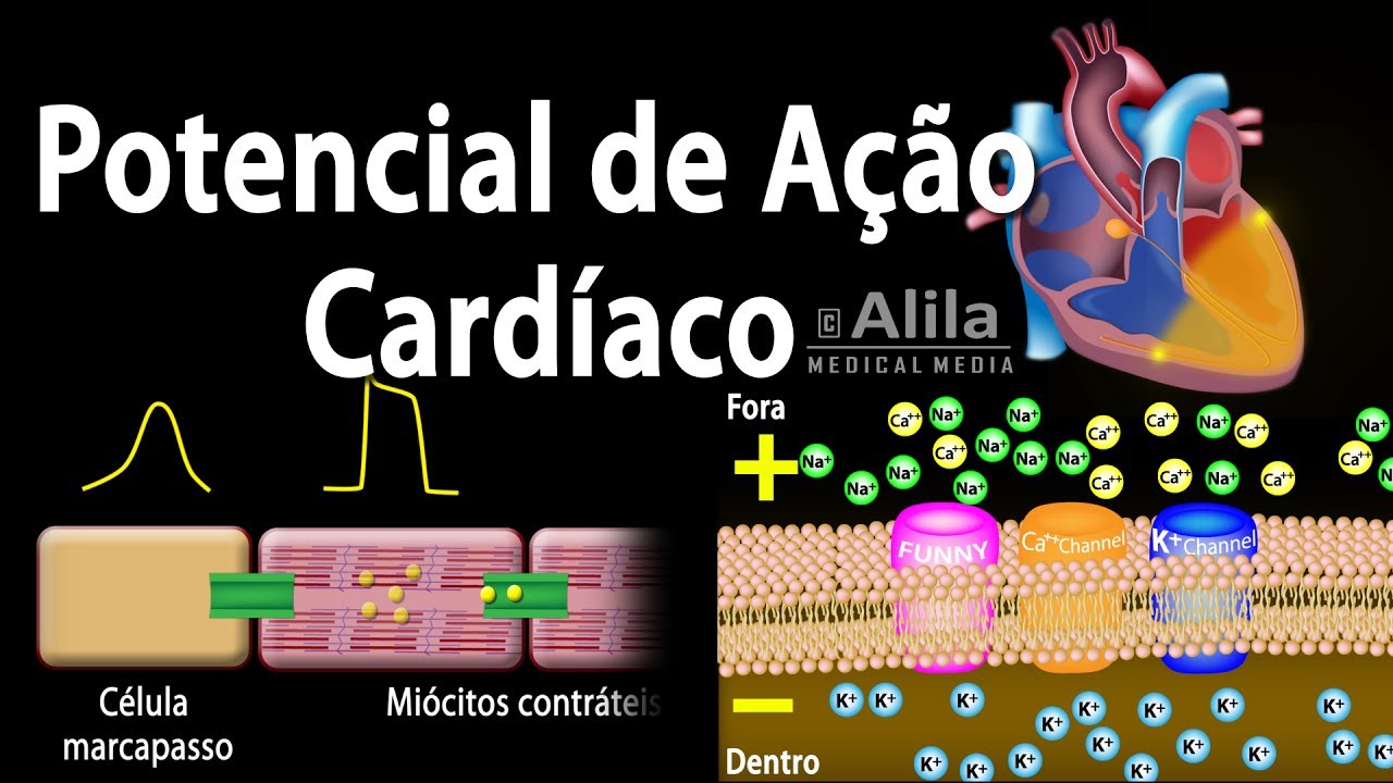 1] POTENCIAL DE AÇÃO: Despolarização, Repolarização e Hiperpolarização | MK  Fisiologia | MK Fisiologia Транскрипции, image size:1280x720