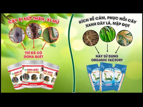 TƯ VẤN SẢN PHẨM DONA QUÉT VS ORGANIC FACTORY