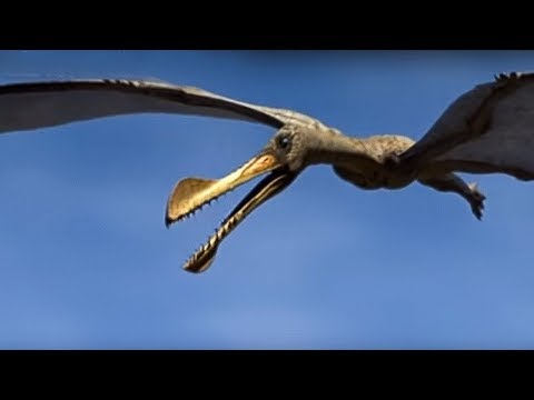 What pterosaurs ate, new research | Dear Kitty. Some blog