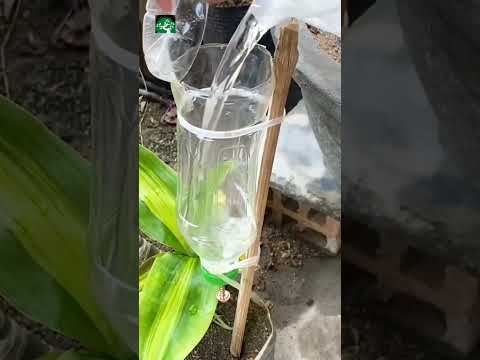 SISTEMA IRRIGAÇÃO CASEIRO, VAMOS FAZER EM CASA? #bonsai #irrigation #jardinagem