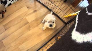 Mayfieldgarden #205 Welpe Herr Gelb ( Bobby ) will zu Sandra. :)