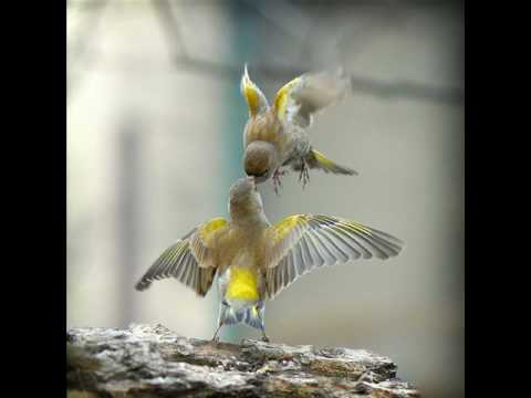 Cativar é amar 0001