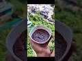 Walnut Fudge Shorts Youtubeshorts Food Chocolate