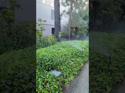 ディプラデニアにいつ水をやるのですか？文化、アドバイス、手法  庭園