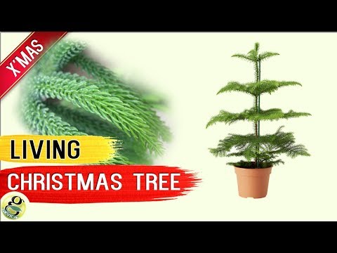 , title : 'LIVING CHRISTMAS TREE - Norfolk Island Pine Tree - Living Xmas Tree Care Tips after Holidays'