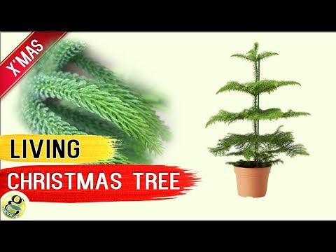 download lagu mp3 mp4 Norfolk Island Pine Trees For Sale, download lagu Norfolk Island Pine Trees For Sale gratis, unduh video klip Norfolk Island Pine Trees For Sale