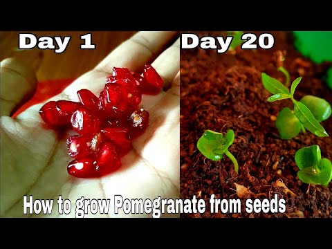 How to grow pomegranate from seeds