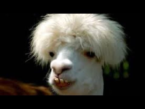 CHAMPION HYBRID RANKED HIGHLIGHTS #mnk #controller