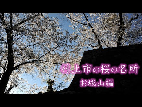 村上市の桜の名所「お城山編」
