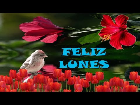 Mensaje de buenos días Feliz lunes para ti Que tengas un inicio de semana maravilloso