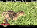 Video: Standard Bronze Turkey