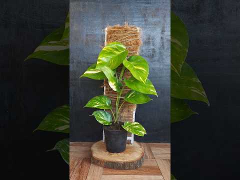 , title : 'DIY Money Plant Planter Holder: Elevate Your Indoor Décor'