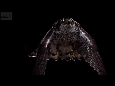 What Is The Meaning of Life? | BBC Earth Explore