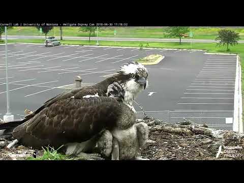 Cornell Lab Bird Cams ~ Iris Cuddles Lele ~ Louis Fishing ~ 6/30/18
