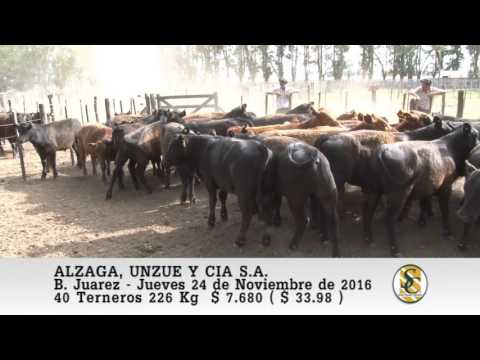 24-11-16 Venta de Invernada - Alzaga, Unzue y Cia S.A. - Benito Juarez.