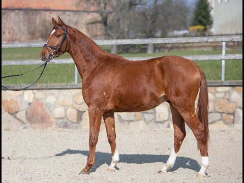 Wallach v./ Gelding by Banderas - Königstein * 2018