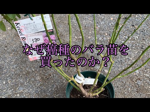 うなずくビルベルギー、ビルベルギア ヌータンス