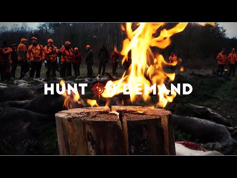 Drückjagd im Meckpomm - Jagdkrone Hunt on Demand Trailer
