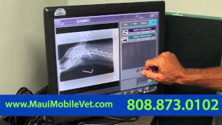 preview picture of video 'At Home Animal Hospital and Mobile Veterinary Services - Short | Kahului, HI'