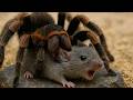 INSECTOS LETALES Los Más Peligrosos Del Mundo Documental De Animales