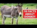 10 Interesting Facts About Donkey