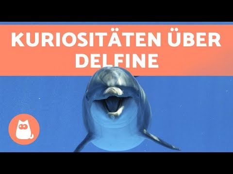 Delfine - 10 wissenschaftliche Fakten