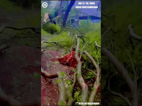 #Temporal atinge #pesqueiro em #Assis#Chateaubriand Paraná Brasil no dia 17/10/2025 #chuva #natureza