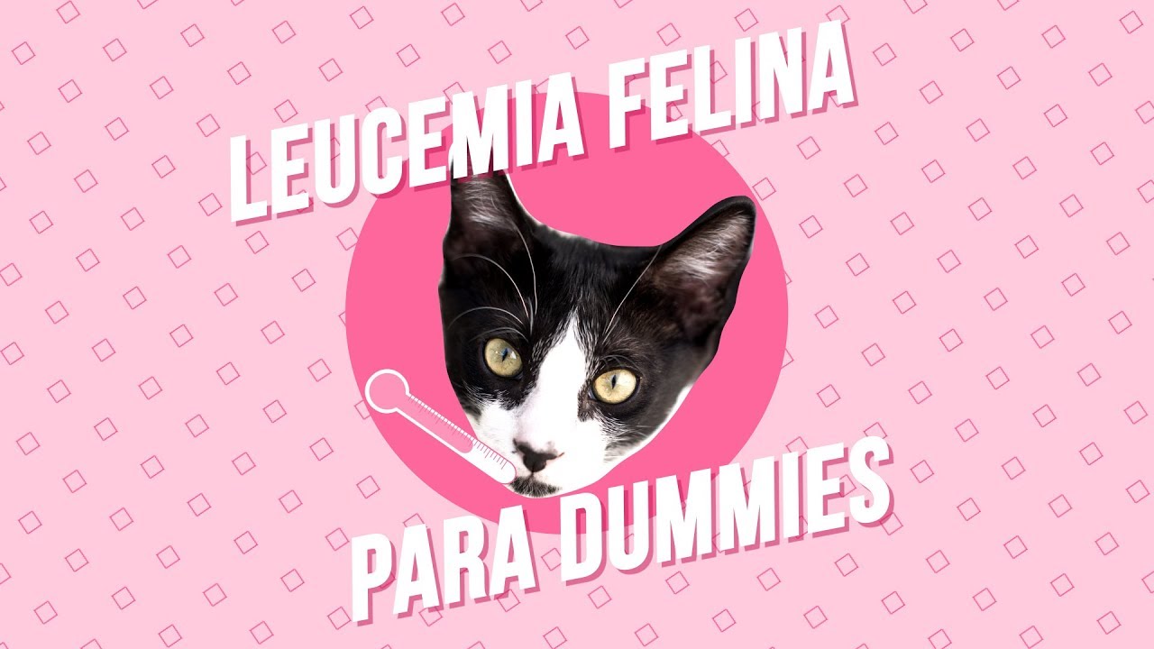 Leucemia felina. ¿Tu gato puede curarse