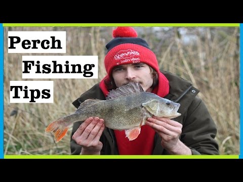 Perch Fishing-Boosting Prawn Hook Baits (Quick Tip)