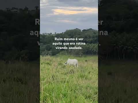 Sítio cedro/Feira Grande-AL#nordeste #alagoas #fazenda #viral #shorts #pecuarista #viralvideo #fyp