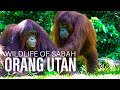 Borneo Orangutan Sabah Malaysia