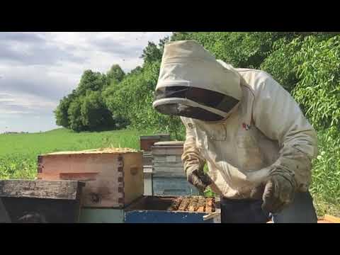 What I do to a Chalkbrood beehive - June 11 2020