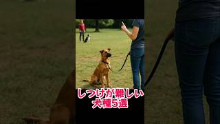 しつけが難しい犬種5選 #shorts  #犬のいる暮らし #犬飼いたい #犬好き #犬との暮らし #dogshorts  #犬 #犬の豆知識