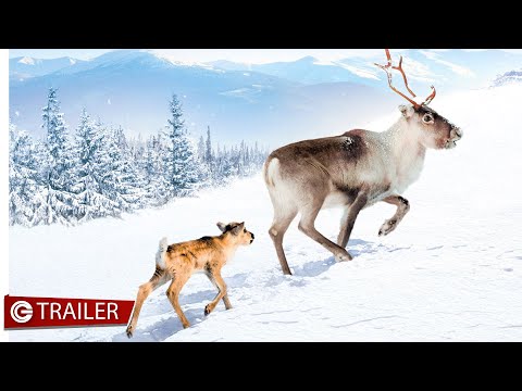 Ailo - Un'avventura tra i ghiacci