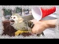 Squirrel Monkey Baby OLLie Gets A Bath While Traveling PRIMATE