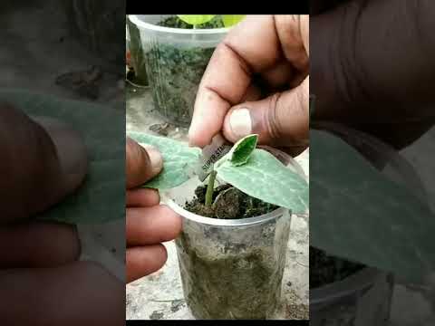 , title : 'Grafting Cucumber seedling on Pumpkin by Hole Method #shorts'