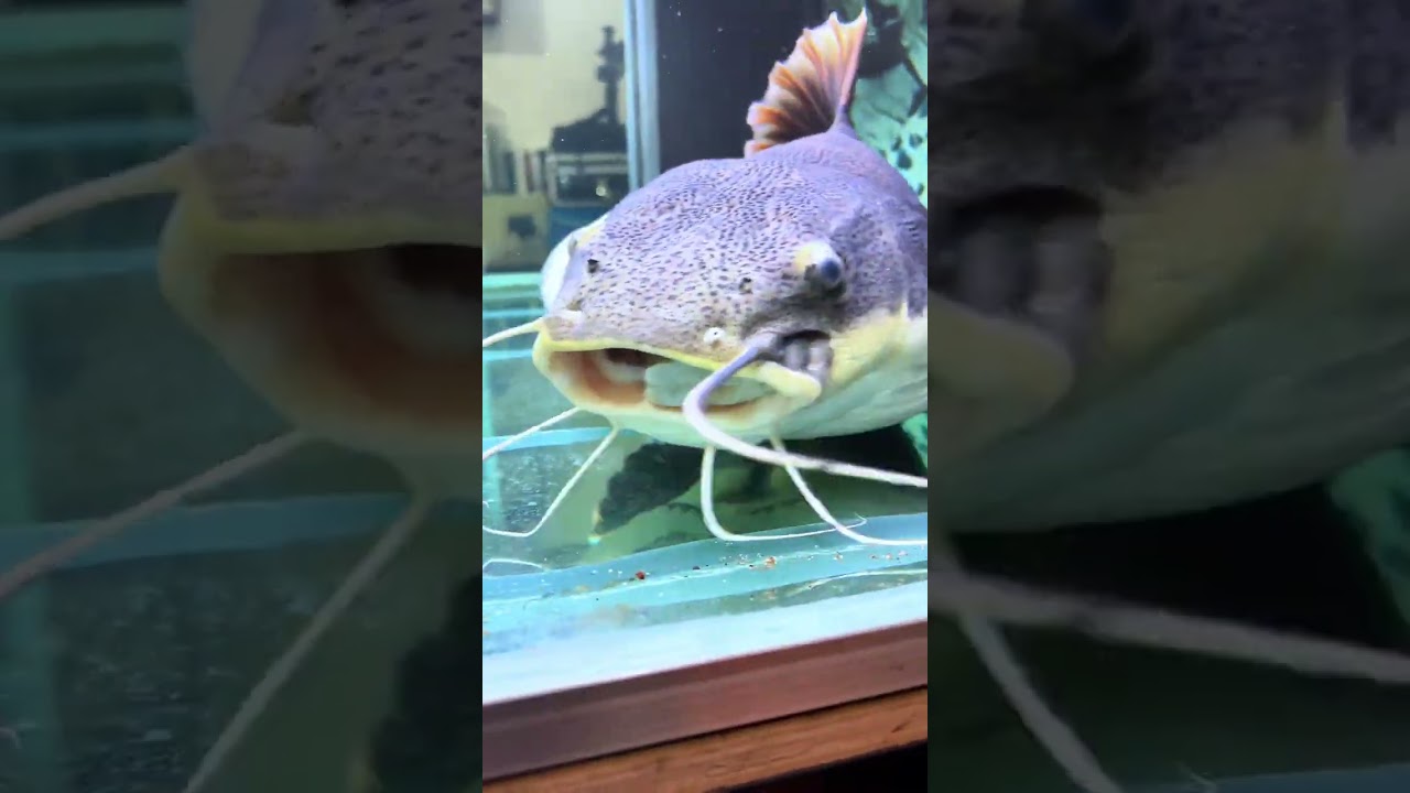 喂喂这个吃货 #招财猫鱼 #鱼缸里的大自然