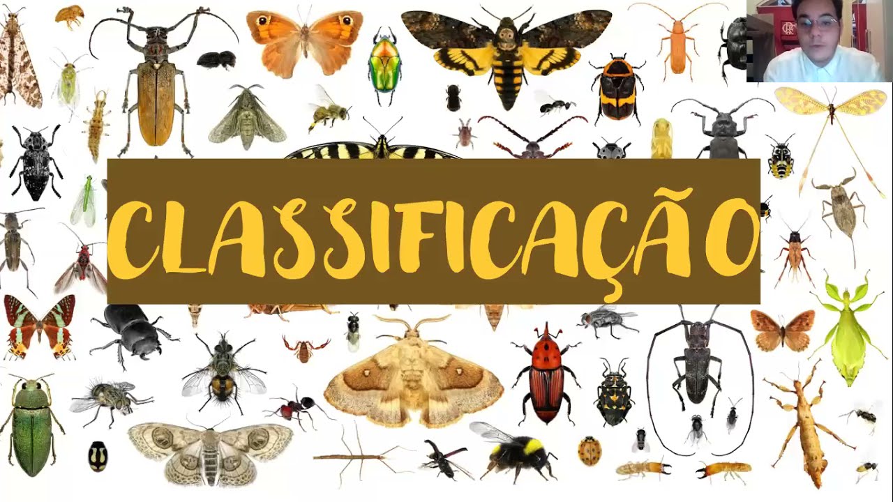 Classificação de insetos.