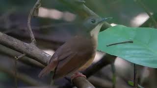 Download lagu Burung kecil tapi bersuara lantang, Short Tailed Babbler #satwa liar Singapura Waduk Lower Peirce 14 Mei 2026  mp3