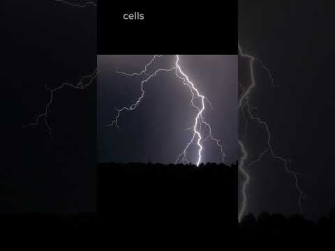 Lightning’s Secret Boost: Doubling Mushroom Growth Naturally! #mushrooms #science