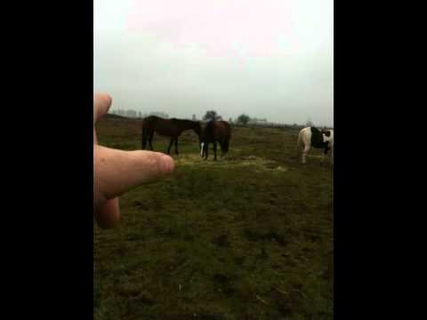 , title : 'Human Herd Leader Horse Impact-  Imprinting causing Foal Rejection - Rick Gore Horsemanship'