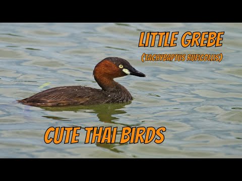 Potápka malá (Tachybaptus ruficollis) – preliepanie a potápanie